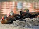 Black-Bellied Whistling Duck (WWT Slimbridge September 2013) - pic by Nigel Key